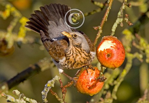 Fieldfare 2